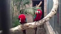 Perroquets danse au rap. Perroquets aiment le rap