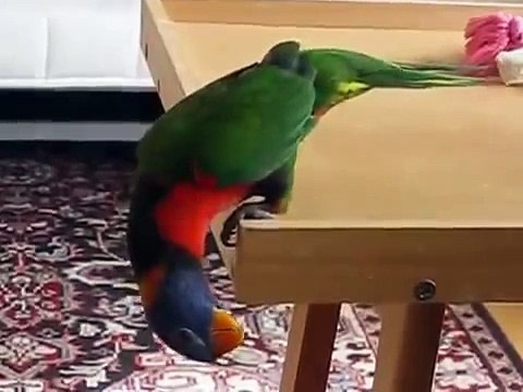 Le perroquet est botter le ballon. Perroquet coloré joue au ballon