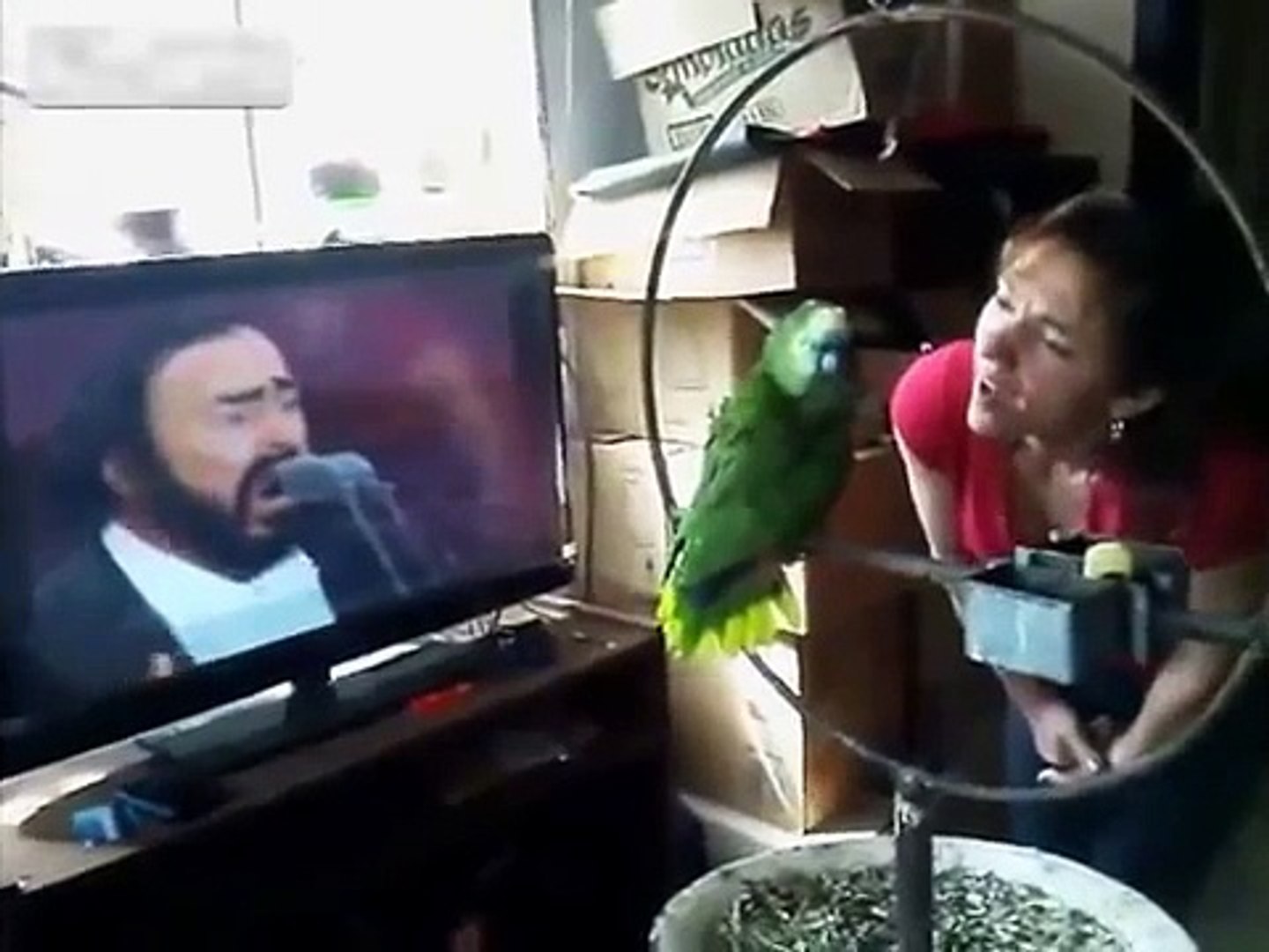 Parrot imite Pavarotti. Parrot parodiste