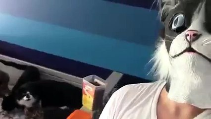 Кошмар кошек. Cats Fear.