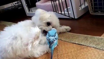 앵무새 같은 개. 재미 강아지와 앵무새