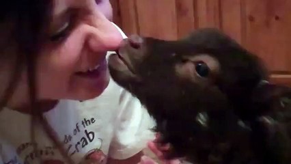 키스 양고기.소녀 키스 재미 양