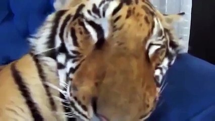 국내 호랑이 새끼를 뜨다. 재미 재미와 보니 호랑이