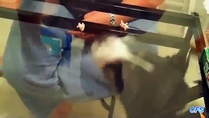 투명 테이블. 유리 테이블에 대해 고양이와 개