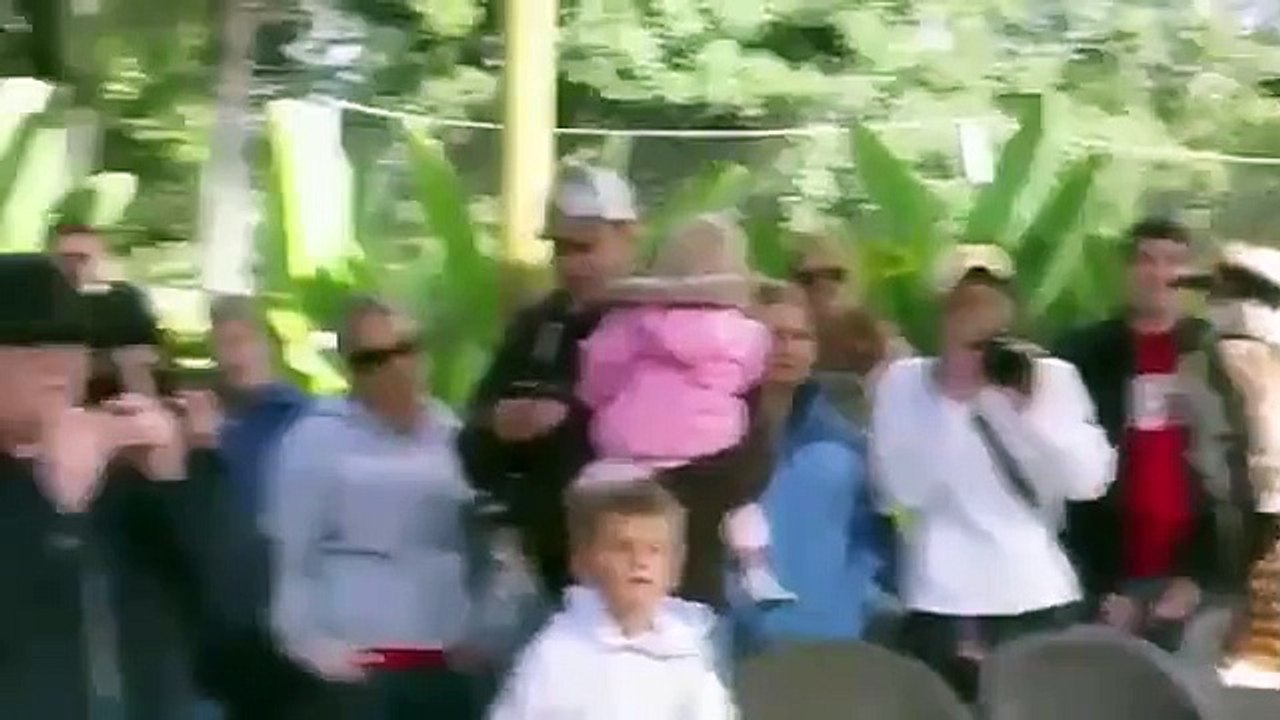 새 머리 갈매기. 재미 조류 쿠카 부라