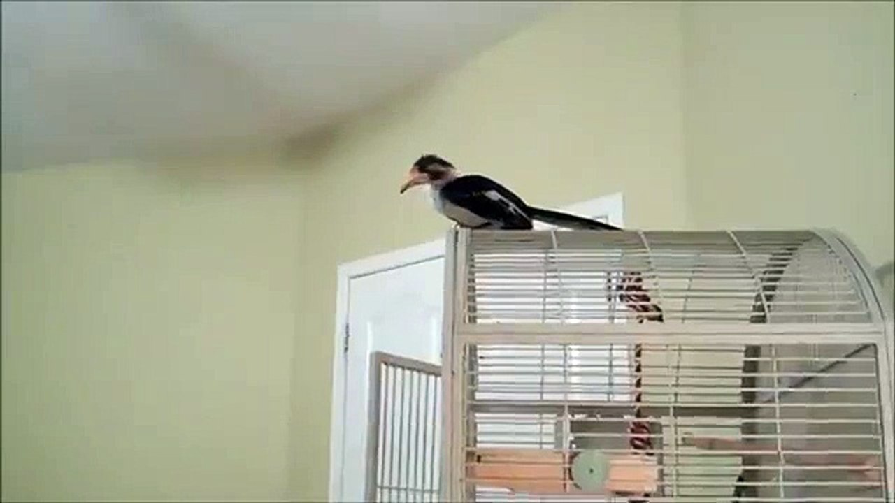 다이어트에 코뿔새의 다양한. 재미 조류 코뿔소