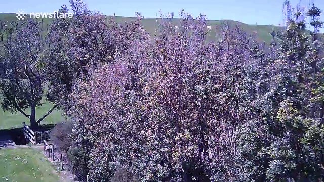 Drone crash lands after clipping man