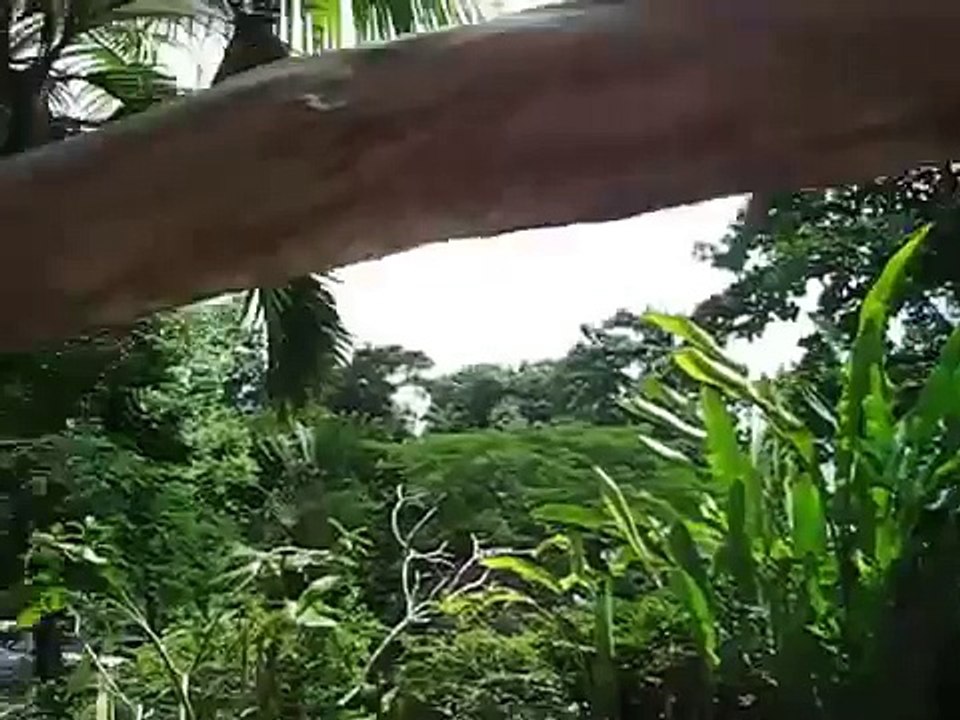 Попугай хохотун. Белый попугай смеётся