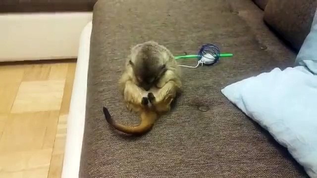 После ночной смены. Прикольный спящий сурикат