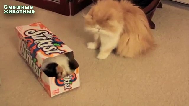 Почему мы любим кошек Забавные коты