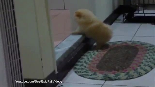 Преграда для щенка. Смешной щенок с трудом перебирается через порог