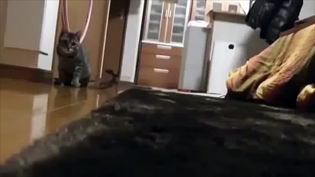 Прикольные кошки. Смешные кошки прикалываются