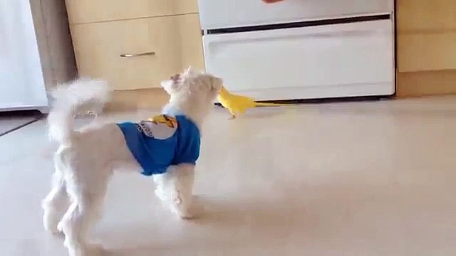 犬とオウム。黄色のオウムと犬