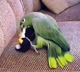 パロットはペンギンを愛していません。ソフトペンギンと一緒に遊んでオウム