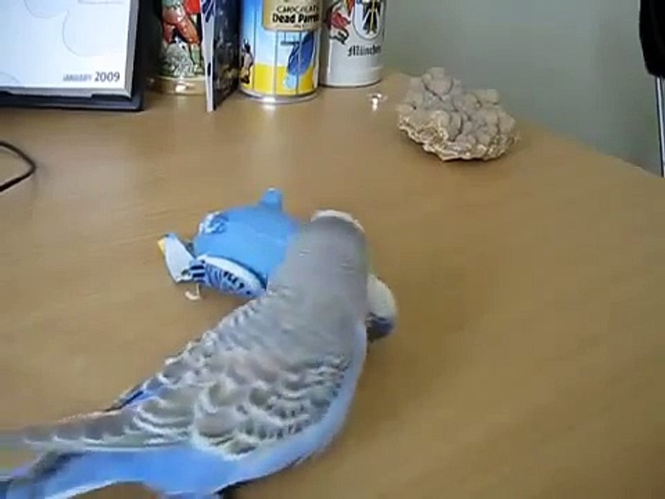 パロットは、おもちゃのインコやオウムのおもちゃと通信