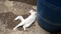 Cat Sleeping As If Dead!