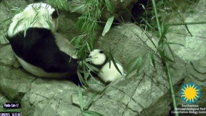 Un bébé panda fait ses premiers pas dans un zoo de Washington