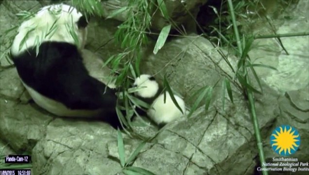 Un bébé panda fait ses premiers pas dans un zoo de Washington