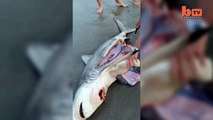 Sea-Section Incredible Shark Birth Caught on Camera-copypasteads.com