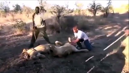 Terrifié par un lion qui éternue!