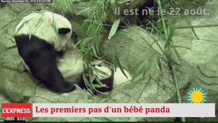 Un bébé panda effectue ses premiers pas