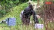 Silverback Gorilla Celebrates Birthday At London Zoo-copypasteads.com