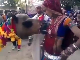 Camel Dancing with Female Amazing Fun to Watch