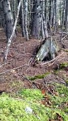 Le sol de cette forêt canadienne bouge tout seul !