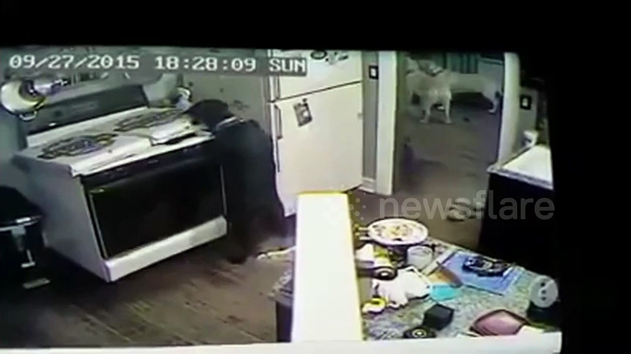 Un Chien met le Feu à une Maison