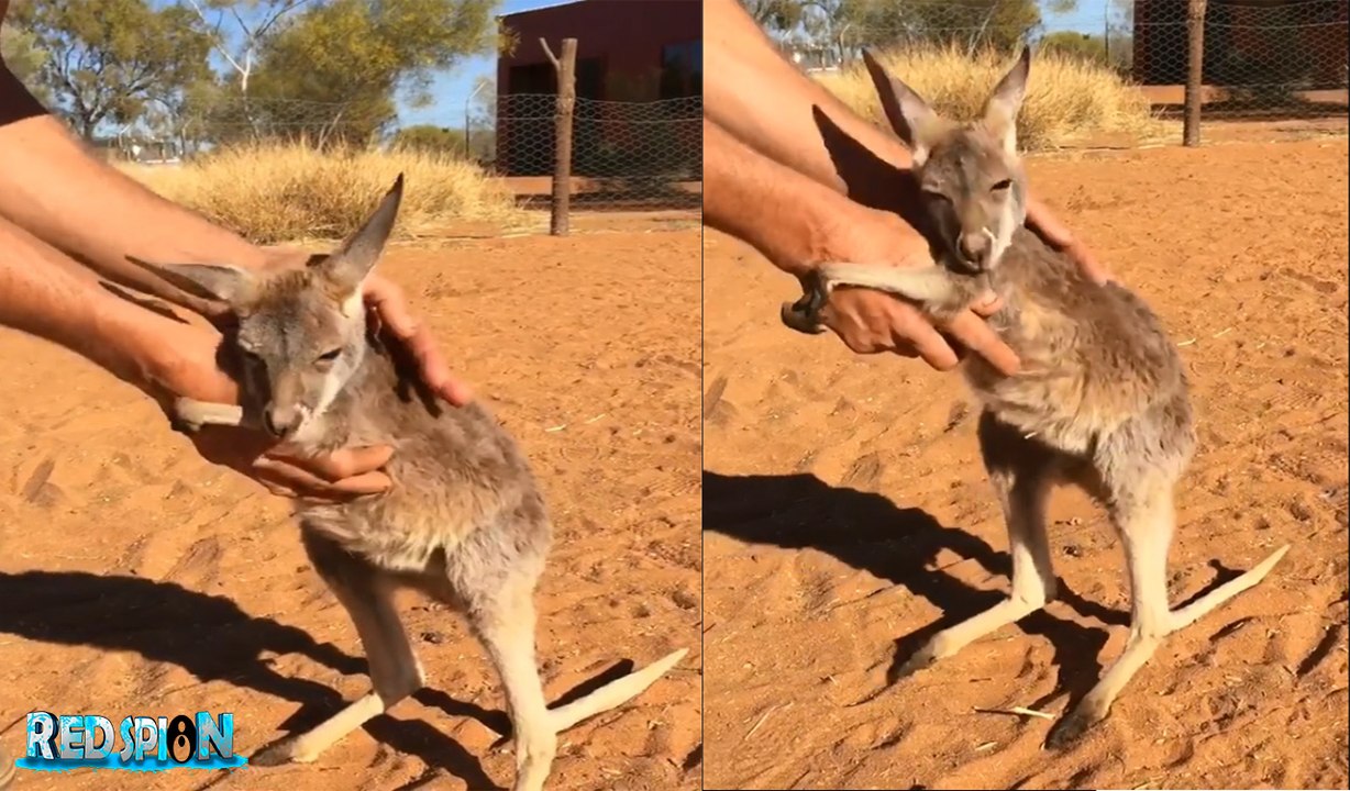 Tierno canguro huérfano exige recibir afecto y no sentirse solo