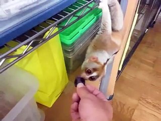 Slow Loris eats the grape