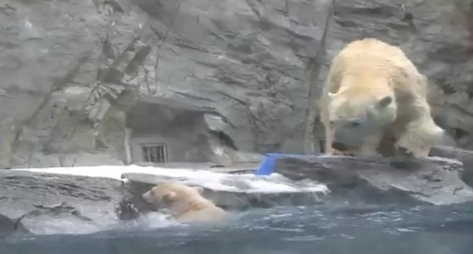 Une maman ours polaire sauve son petit de la noyade