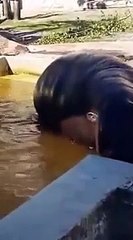 Dos hipopótamos salvan a un patito caído en un estanque