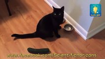 Les chats détestent les concombres... Compilation hilarante