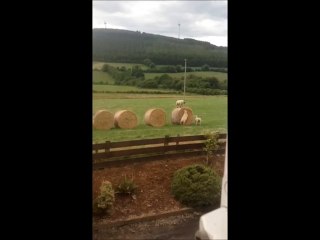 Des moutons jouent  à saute-mouton en Irlande