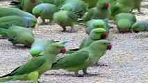 Did You Ever See So Many Parrots in a Same Time