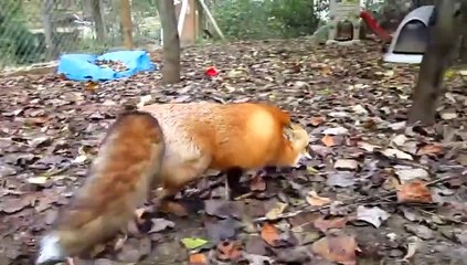 Un renard heureux de retrouver son maître