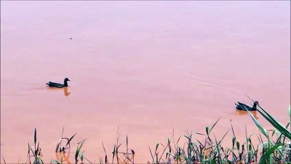 Patos nadam e resistem a lama no Rio Doce