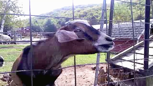 Goofy Goat Is Stuck In A Fence