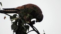 Faucon Crécerelle (rapace) mange une souris sur un arbre... (âme sensible, s'abstenir !) | Julian Production