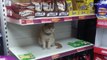 Cat won't leave supermarket, parks himself in junk food aisle