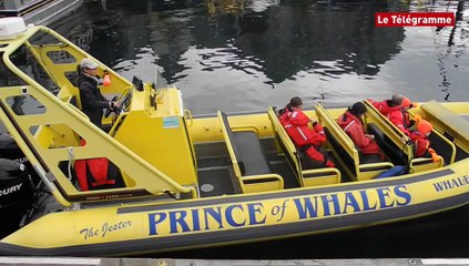 Dans le sillage des baleines, à Vancouver (Le Télégramme)