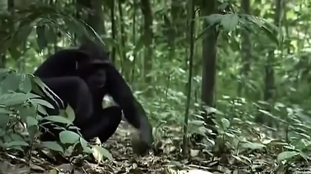 Animal Planet Documentary full s A Chimpanzees Tale Wildlife Documentary