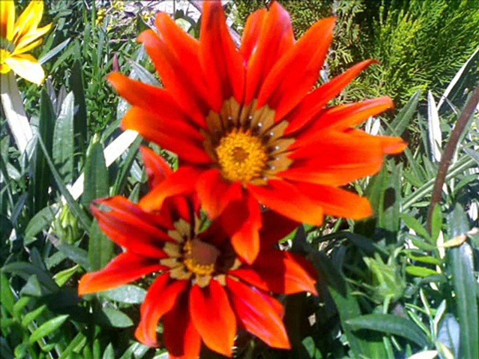 Shina Song "Tho jo hanus maye yar" by Mubarak Ali Sawan and beautiful secens of Hunza Nagir vally Gilgit Baltistan