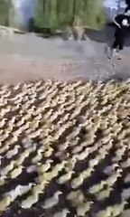 Hundred of Ducklings Returning to their Home