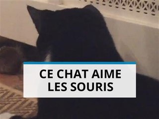 Ce chat n'a vraiment pas l'instinct du chasseur !