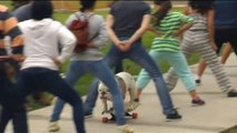 Skateboarding bulldog breaks | guinnessworldrecords | BBC News