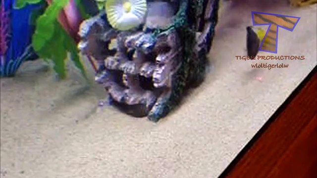 Animals chasing laser pointers - Funny animals compilation