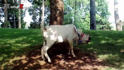 Funny Goats - A Funny Goat Videos Compilation || NEW HD