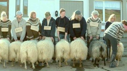 Tráiler en español 'Rams (El valle de los carneros)'